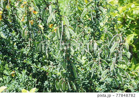 花後に豆鞘が生った・エニシダ 77848782