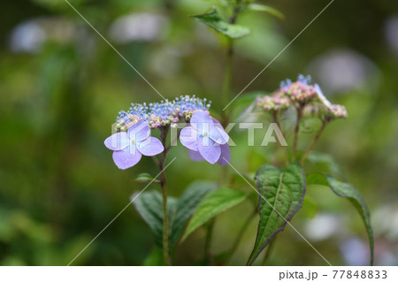 アマチャ(甘茶)の花 アマチャ(甘茶)の花 77848833