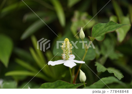 薬用植物・ドクダミ 77848848