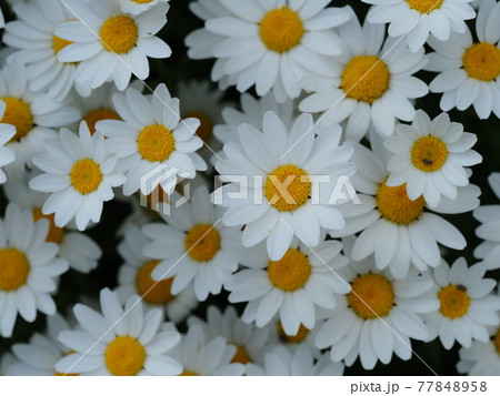 花壇のノースポール 花壇のノースポール 77848958