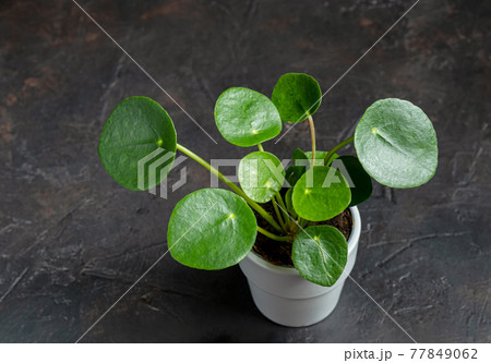 Pilea in a gray pot 77849062