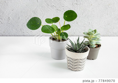 Small pots with home plants Small pots with home plants 77849070