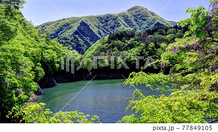 新緑の奥多摩湖と藤 新緑の奥多摩湖と藤 77849105