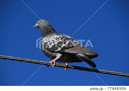 ドバト 77849309