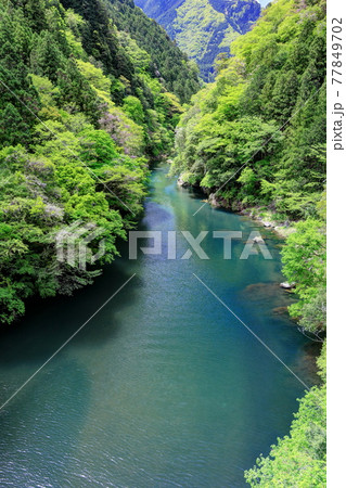 藤香る新緑の数馬峡谷 77849702