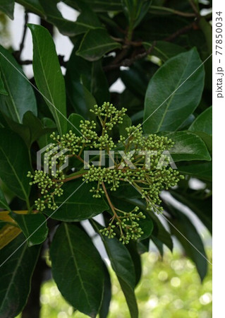 樹いっぱいに蕾を付けたサンゴジュ 樹いっぱいに蕾を付けたサンゴジュ 77850034