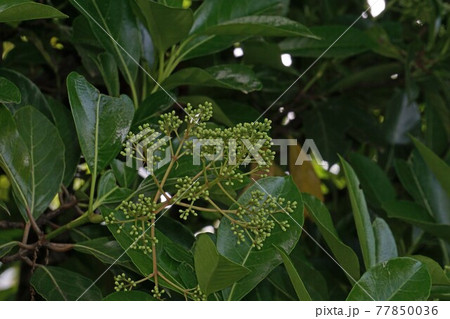 樹いっぱいに蕾を付けたサンゴジュ 77850036