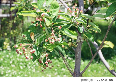 ザイフリボクの若い実 ザイフリボクの若い実 77850100