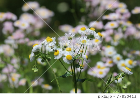 ハルジオン 77850413