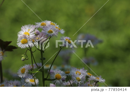 ハルジオン 77850414