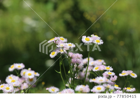 ハルジオン 77850415