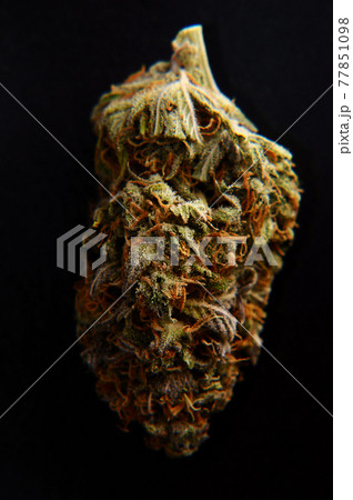 Marijuana buds closeup. Medicinal cannabis on black background. Hemp recreation, medical usage Marijuana buds closeup. Medicinal cannabis on black background. Hemp recreation, medical usage 77851098