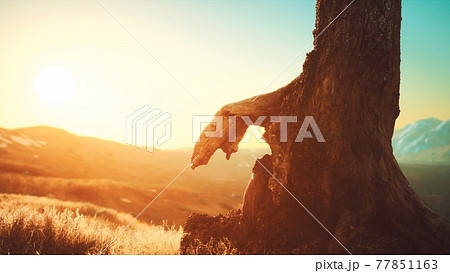 old tree stump trunk on the hill at sunset old tree stump trunk on the hill at sunset 77851163