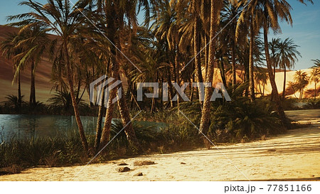 Oasis in hot Sahara Desert Oasis in hot Sahara Desert 77851166