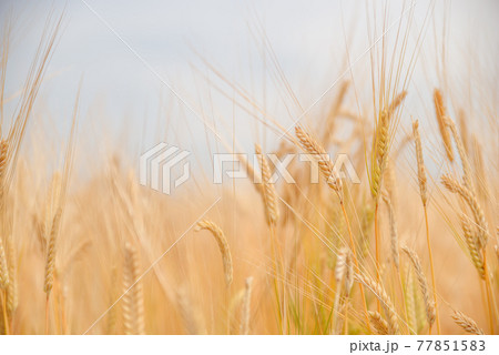 収穫を待つ大麦畑〈群馬県伊勢崎市〉 77851583