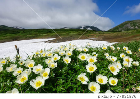 【北海道】大雪山の高山植物チングルマ 77851876