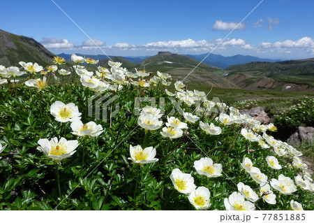 【北海道】大雪山の高山植物チングルマ 77851885