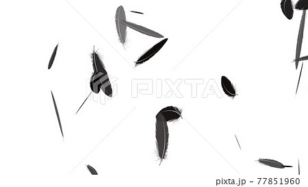黒い羽根 舞う 白背景 Cg 背景 壁紙のイラスト素材