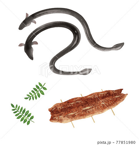 ウナギの手描きイラスト ウナギの手描きイラスト 77851980