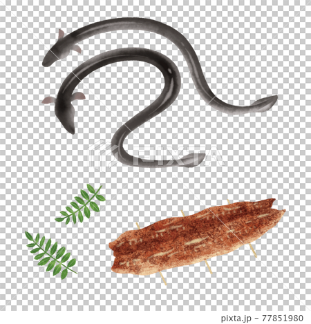 ウナギの手描きイラスト ウナギの手描きイラスト 77851980