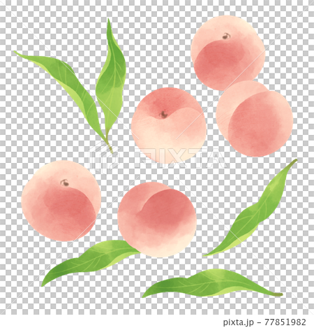 手繪插圖的白桃 77851982