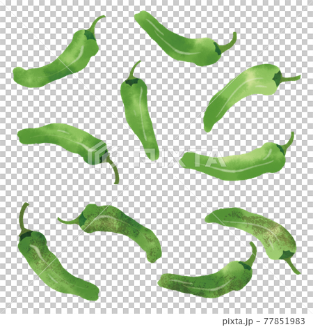 Hand-drawn illustration of green pepper 77851983