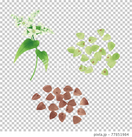 蕎麦の花と実の手描きイラスト 77851984