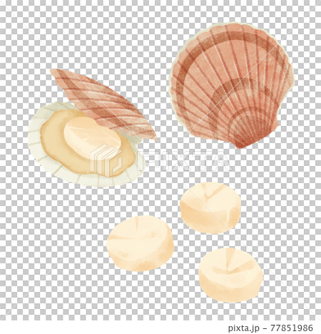 ホタテと貝柱の手描きイラスト 77851986