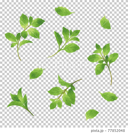 帶有水彩觸感的薄荷手繪插圖 77852048