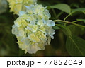 鎌倉　明月院の紫陽花 77852049