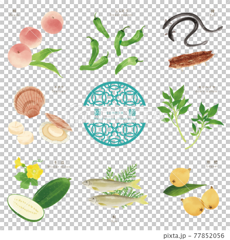 Summer medicine / hand-drawn illustrations of ingredients-3 77852056