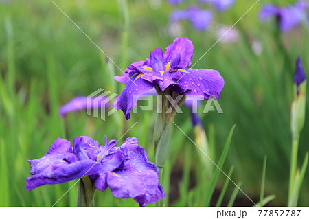 【北海道】札幌市八紘学園の花菖蒲園 77852787