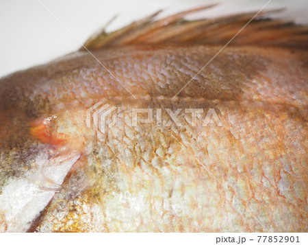 メバルの側線の写真素材