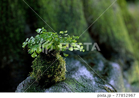 木の幹の緑を背景にアジアンタムを植え込んだ苔玉 77852967
