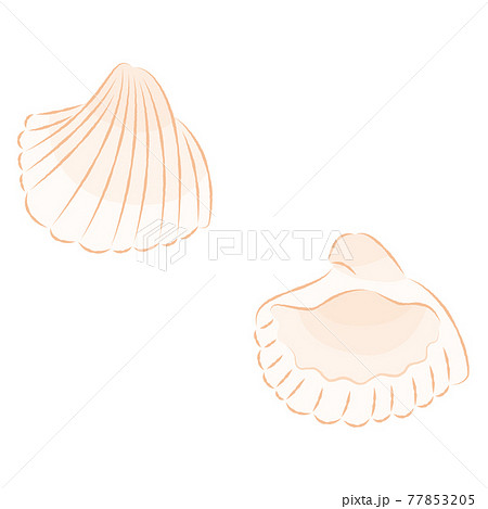 貝殻のイラスト2のイラスト素材