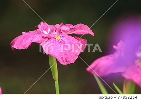 【北海道】札幌市八紘学園の花菖蒲園 77853254