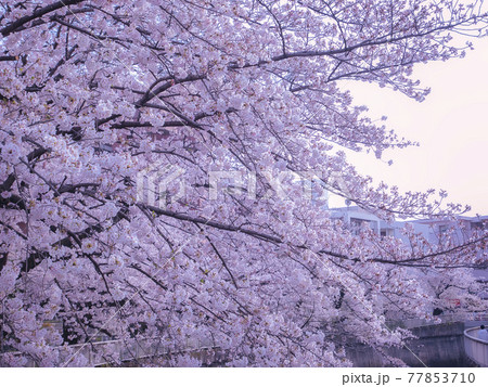 春に満開の桜 77853710