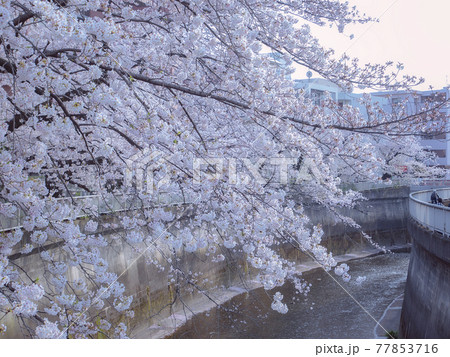 春に満開の桜 77853716