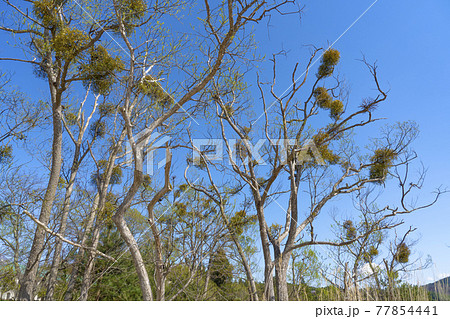 寄生木 寄生木 77854441