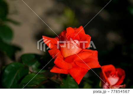 明るい日差しの中のバラ、ローラ 77854567