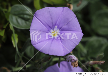 春の庭に咲くセイヨウヒルガオの紫色の花 春の庭に咲くセイヨウヒルガオの紫色の花 77854579