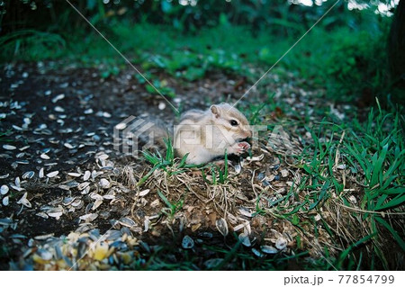 リス栗鼠りす 77854799