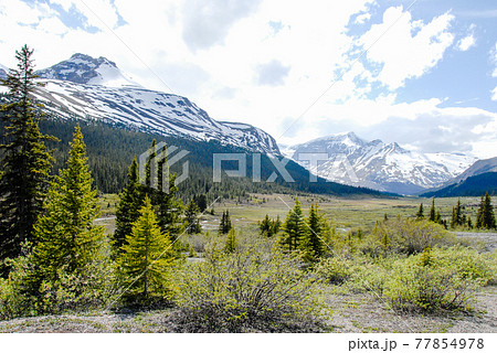 春のカナディアン・ロッキー　ジャスパー国立公園の山並み（カナダ） 77854978