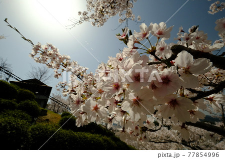 桜の木 桜の木 77854996