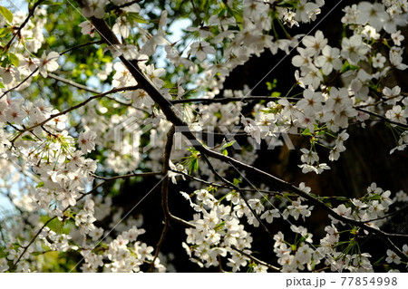 桜の木 桜の木 77854998