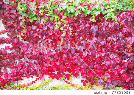 蔦 ツタ 蔦紅葉 蔦 ツタ 蔦紅葉 77855033