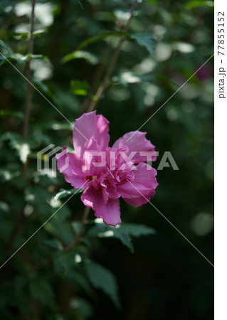 ムクゲの花 ルーシー(八重咲・薄ピンク) ムクゲの花 ルーシー(八重咲・薄ピンク) 77855152