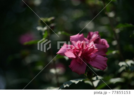 ムクゲの花 ルーシー(八重咲・薄ピンク) ムクゲの花 ルーシー(八重咲・薄ピンク) 77855153