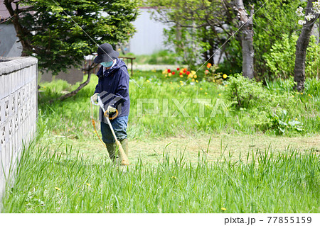 家庭用電動草刈機で庭の草刈りをする中年女性 家庭用電動草刈機で庭の草刈りをする中年女性 77855159