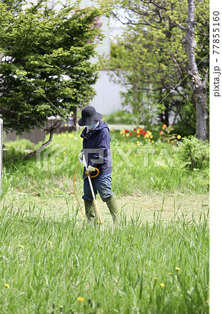 家庭用電動草刈機で庭の草刈りをする中年女性 77855160